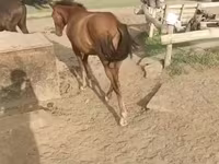 घोड़ी, घोड़े — फ़ोटो 2