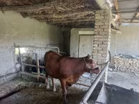 Buğa, Red Estonian cattle — foto 2
