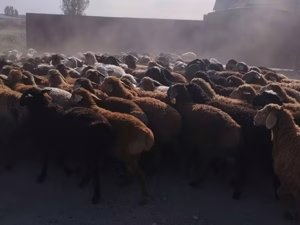 Qoç, Qoyunlar