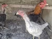 Chickens — foto 7