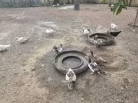 Ducks — фото 1