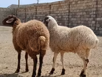 Qoyunlar (partiya, cinsi göstərilməyib), Qoyunlar — foto 6
