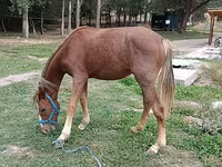 Yegua, French Trotter — foto 1