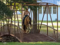 At, Gypsy horse — foto 4