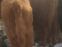 Bull, Cattle — photo 1