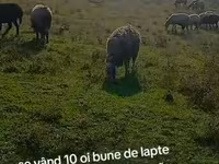 Sheep, Sheep — photo 2