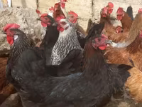 Chickens — 照片 7