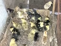 Ducks — foto 2