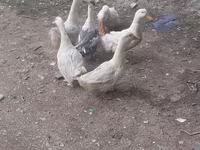 Ducks — foto 3