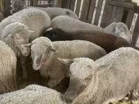 Ovce, Blackheaded Persian sheep — foto 7