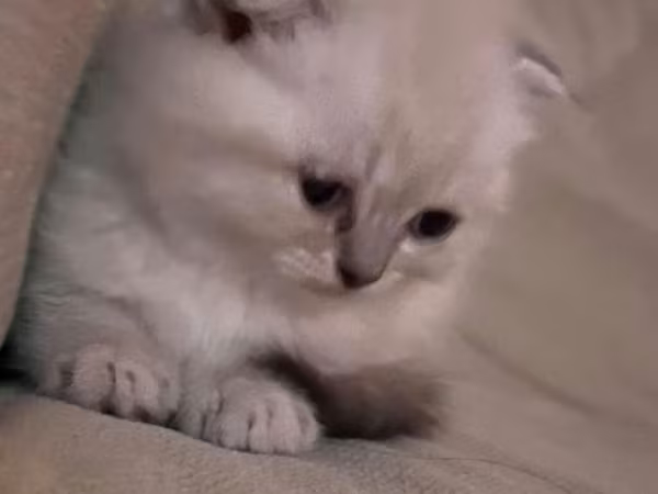 Məhsul: Pişik üçün rahatlıq və əyləncə dəsti Tərkibi: - Yumşaq