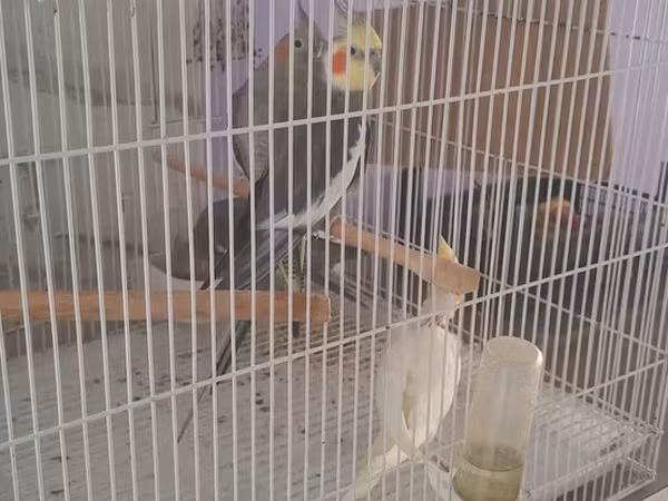 Nymph (kakadua nimfa) tutuquşuları və qəfəs dəsti qefes qariwiq 4 quw