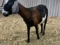 Kozel, Alpine goat — foto 1