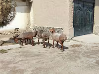 公羊, Sheep — 照片 3