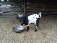 Ziegenbock, Nigerian dwarf goats — Foto 3