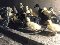 Ducks — foto 1