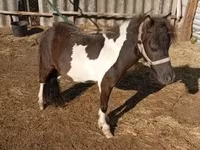 At, Falabella — foto 1