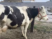Kuh, Holstein-Rasse — Foto 5