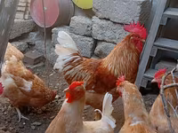 Chickens — 照片 7