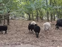 Вівця, Ouessant sheep — фото 2