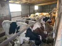 Buğa, Russian Black pied cattle — foto 1