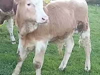 मवेशी (लॉट, लिंग निर्दिष्ट नहीं), Simmental cattle — फ़ोटो 3