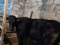 Cow, Holstein breed — photo 3