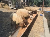 Sheep, Sheep — photo 8