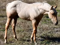 Koń, Quarter Horse — zdjęcie 5