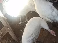 Turkeys — photo 2