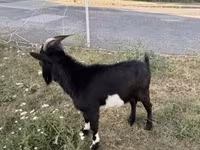 Kozel, Nigerian dwarf goats — foto 2