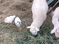 كبش, Romanov sheep — الصورة 3