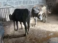 सांड, मवेशी — फ़ोटो 4