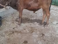 牛只（批次，未指定性别）, Cattle — 照片 2
