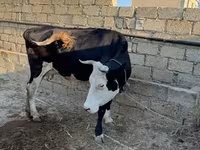 गाय, लाल-धब्बेदार नस्ल — फ़ोटो 4