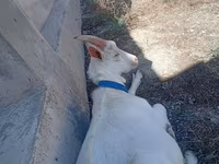 Keçi, Saanen goat — foto 1