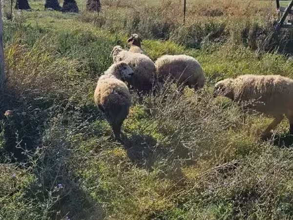 मेढ़ा, भेड़ — आर्मेनिया