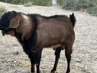 تيس, Nubian Goat — الصورة 5