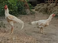 Chickens — photo 8