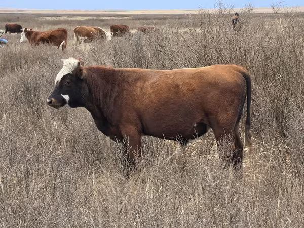 Bull, Kazakh White-headed cow