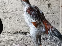 Chickens — photo 1