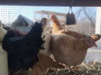 Chickens — الصورة 7
