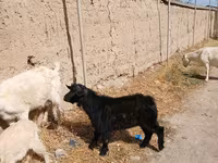 Keçi, Keçilər — foto 3