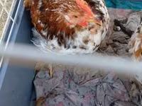 Pekin Bantam — foto 5