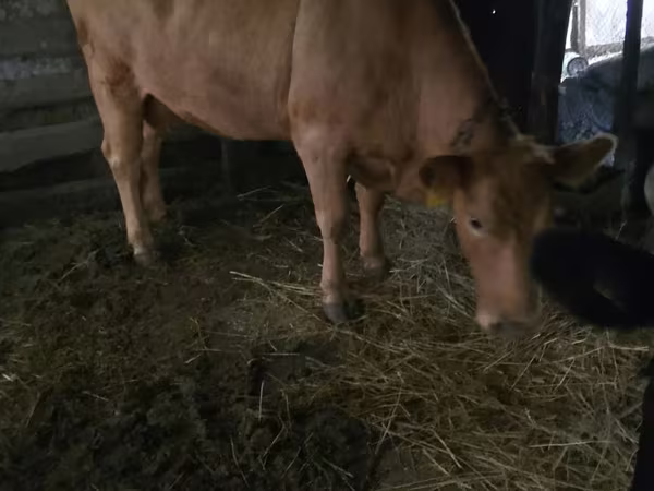 Vaca, Simmental cattle