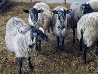 Sheep, Romanov sheep — photo 2