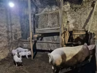 Säue, Schweine — Foto 2