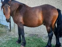 Caballo, Međimurje horse — foto 1