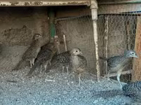 Guinea fowl — Foto 4