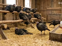 Turkeys — फ़ोटो 2